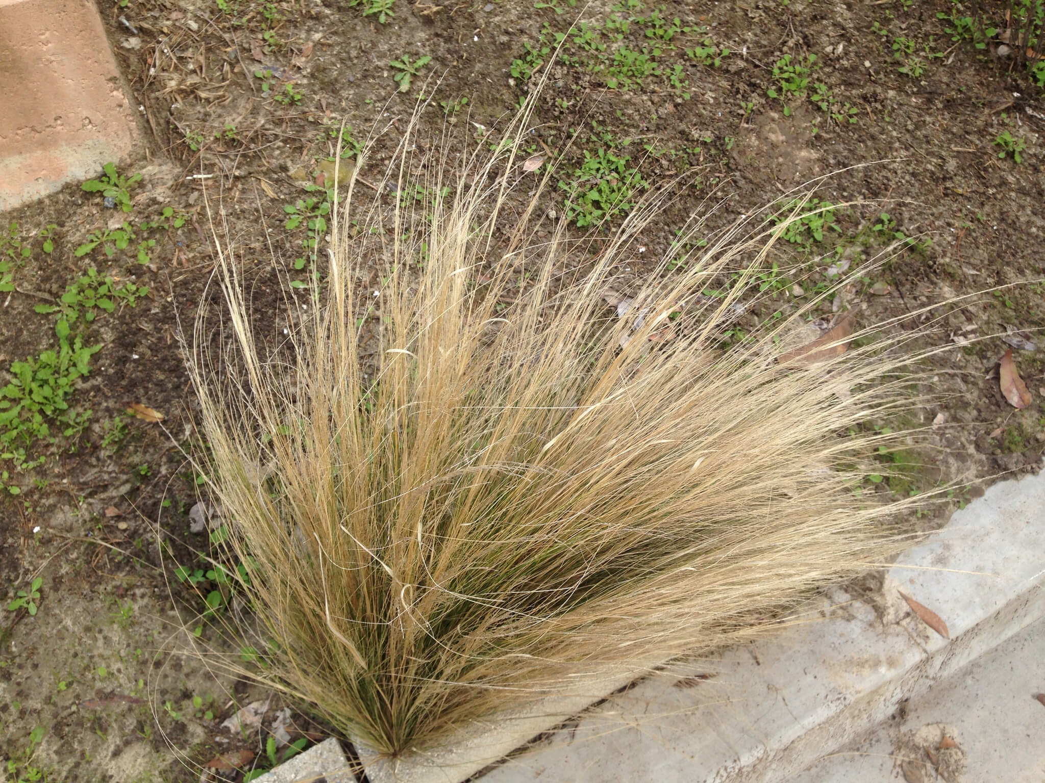 Nasella tenuissima